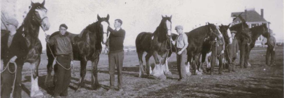 male students showing heavy horses in 1929
