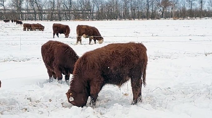 Winter swath grazing