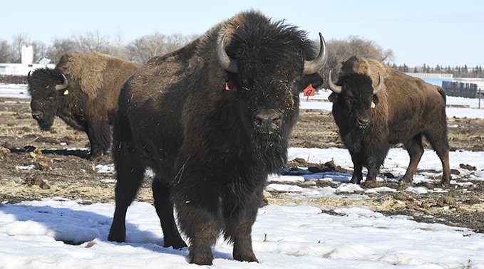 Winter grazing bison