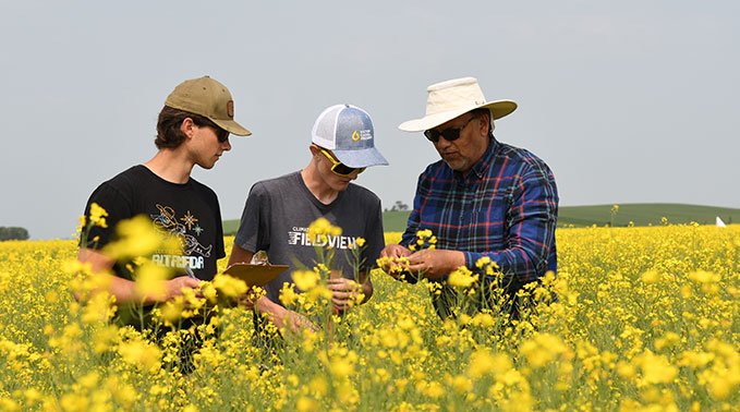 A trio inspect a stem of canola