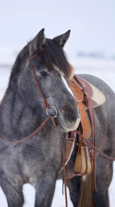 A horse named June Bug