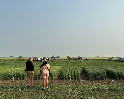 Two people stand in a crop field talking while a group in the distance tours the crop plots. 