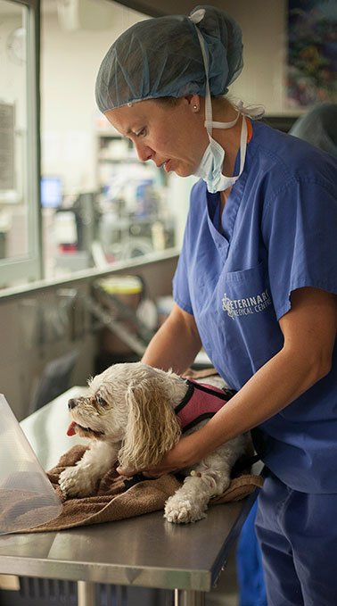 Lindsey Fenez examines a dog.