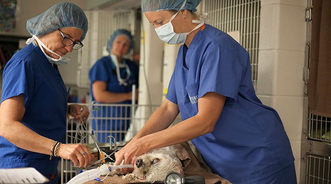 Lindsey Fenez prepares a dog for surgery.