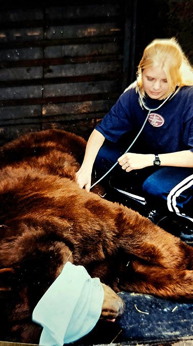Lindsey Fenez listens to the internal sounds of a bear using a stethoscope.