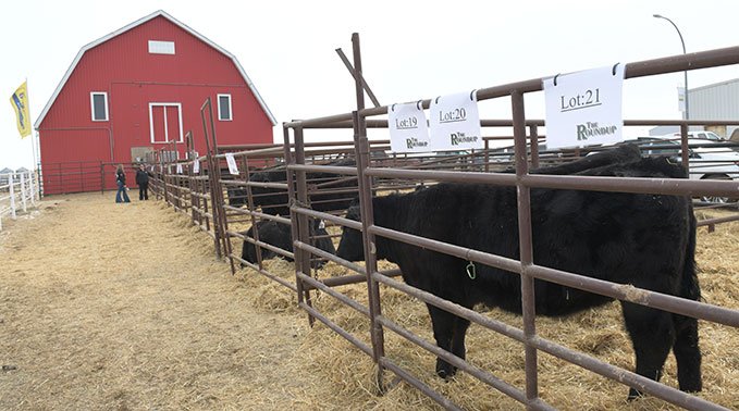 Black Angus cattle are seen in pens for Round Up 2023