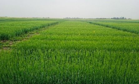 Barley field
