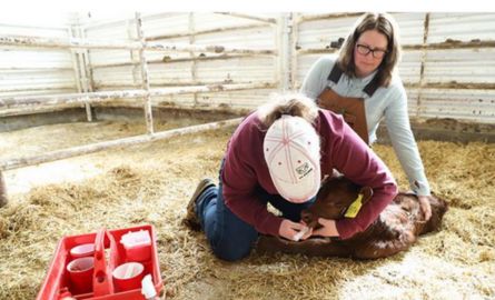 Staff handling a calf
