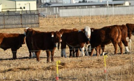 Herd of cattle in a pen