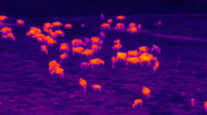Thermal herd