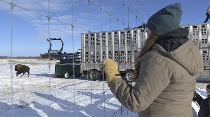 A student watches a bison exit a trailer