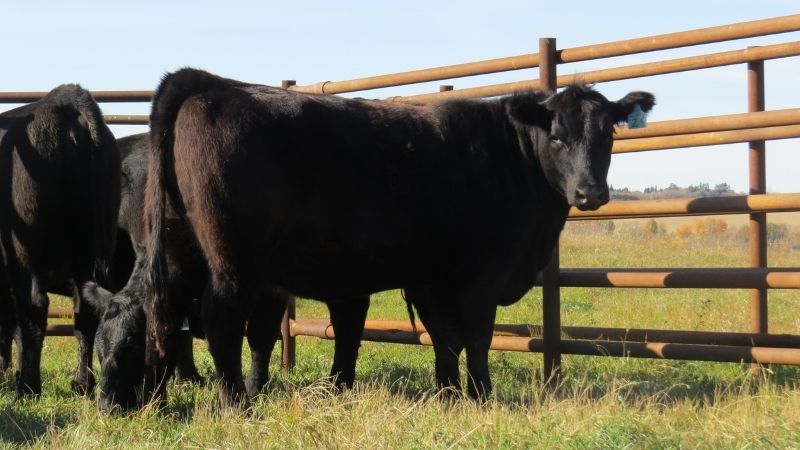 Black Angus heifer