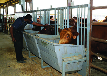 Livestock Facility Growing