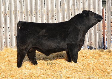 Beef Day sale lot