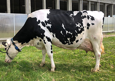 Vermilion Manifold Darian EX 90.