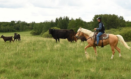 Person on horseback in field with cattle