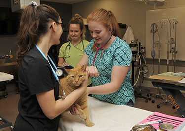 Cayley Peltzer putting her classroom theory to the test during a lab
