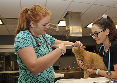 vet working with a cat