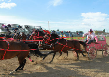 In 2014, Amber L’Heureux became the first female chuckwagon driver to compete in the Fort Worth Stock Show and Rodeo in Texas. She also competed in other races, including one St. Walburg, Sask.
