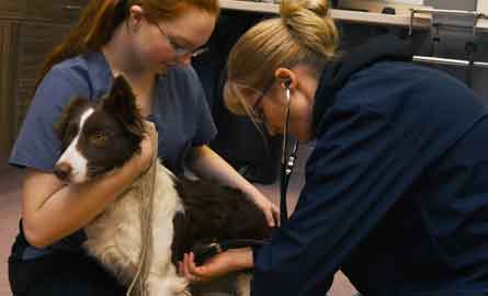 student restraining dog while vet tech listens to heart