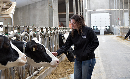 Lakeland student feeding a cow in the dairy barn