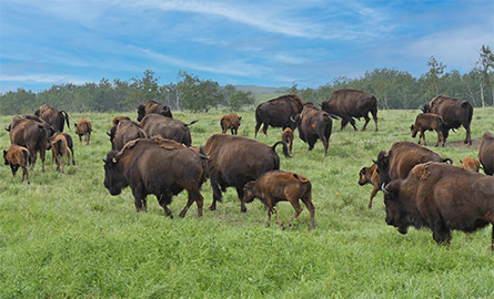 The bison herd at Lakeland College