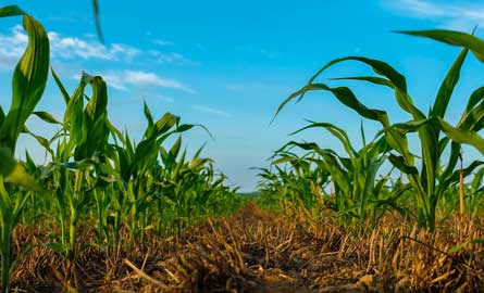 Field of corn