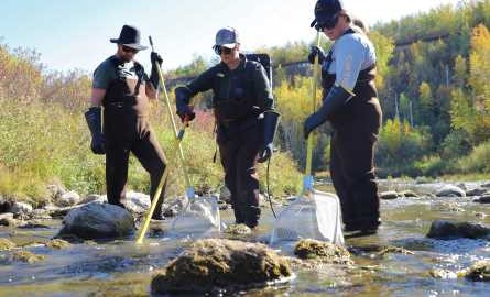 3 students electro fishing in a stream