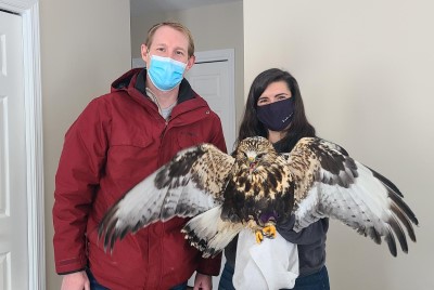 Ryan Pearce, a Lakeland College environmental sciences instructor, and Jana Teefy, a wildlife and fisheries conservation student, with the rescued Rough-legged Hawk.