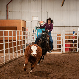 Student riding and roping a yearling