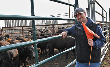 Student by a cattle pen