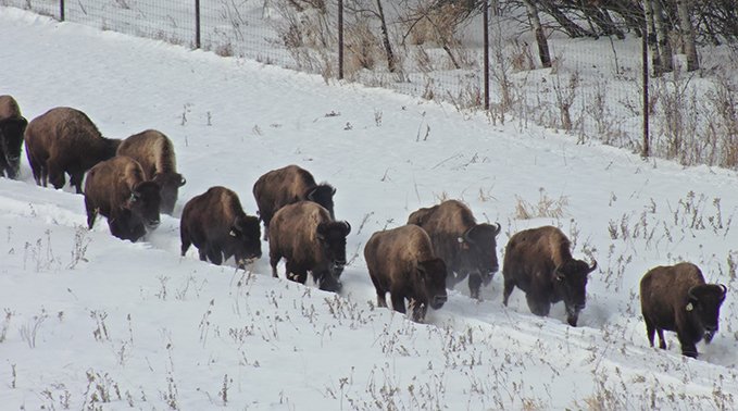 The bison explore their new home.