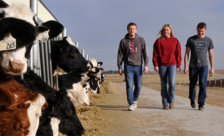 Three students walking past cattle in pens