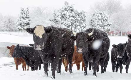 Herd of cattle in the snow