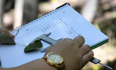 hands measuring a leaf in an outdoor science lab 