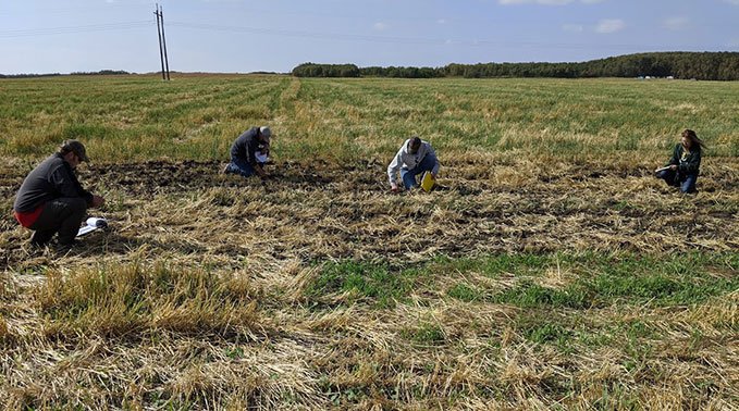 Students collecting grass samples in a farm field.