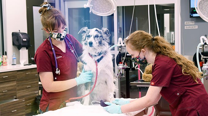 Two animal health technology students complete a physical inspection of a dog during a lab.
