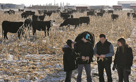 Students in field with cattle in the background