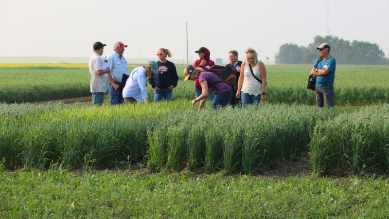 A group of people stand in a crop field.