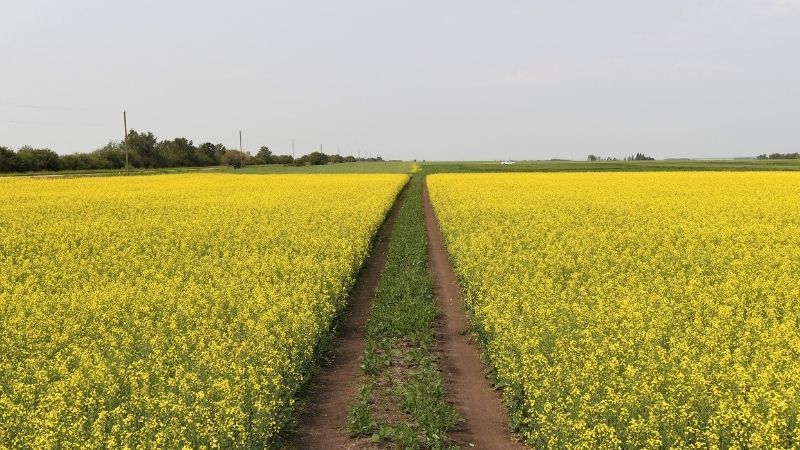 Canola field
