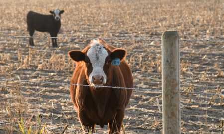 cattle in swathgrazing
