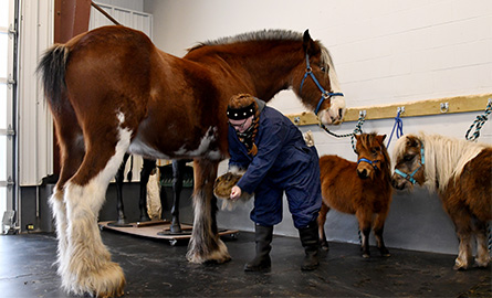 Student cleaning the hoof of a horse