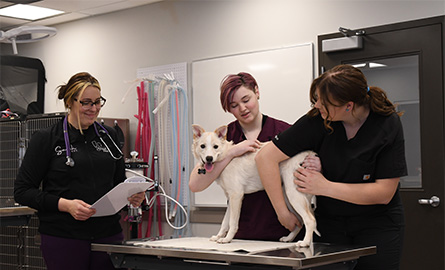 Students practice restraining a dog in the animal health clinic