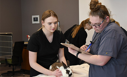 Two students doingan exam on a rabbit