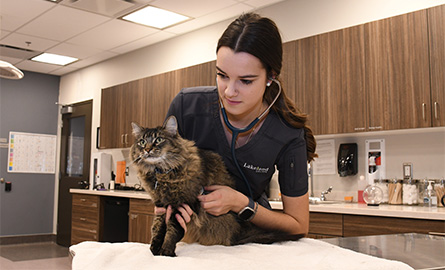 Lakeland student working with a cat