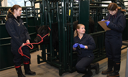Students working with cattle