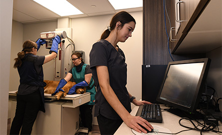 Student logging info on a computer while others examine a dog