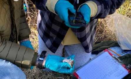 2 students identifying and recording a live trapped vole