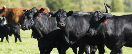 3 Angus cows in part of a herd